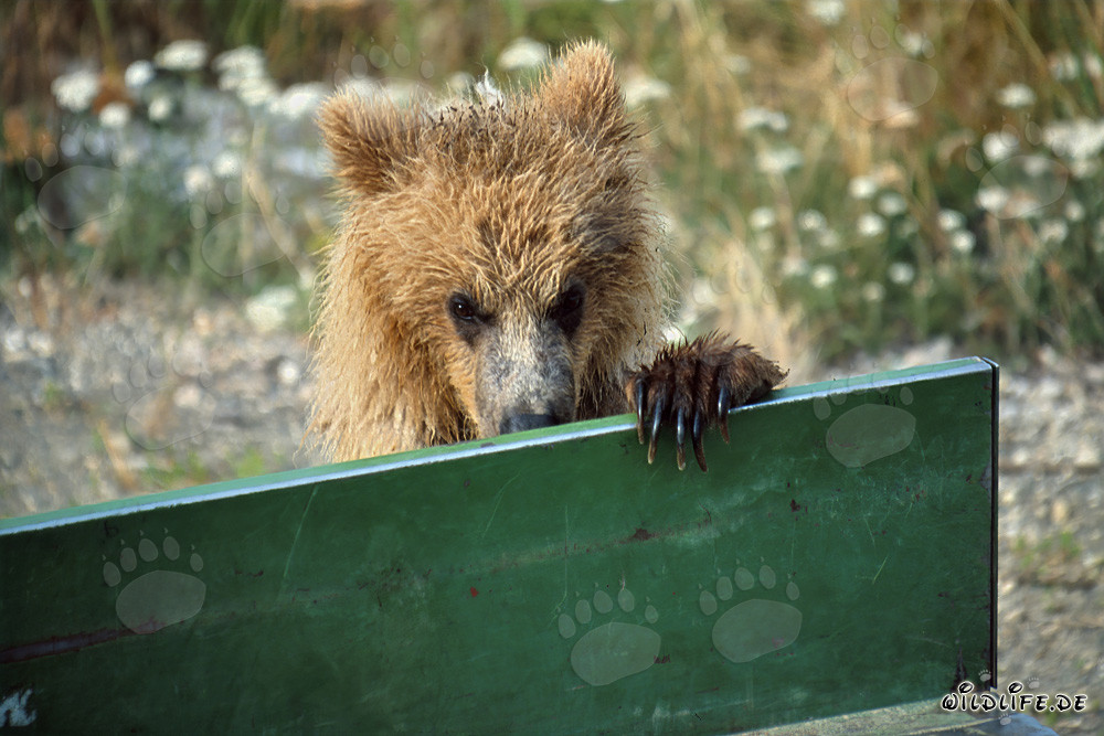 Young brown bear looks at the loading area