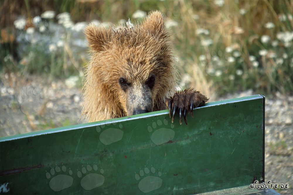 Giovane orso bruno guarda il pianale di carico