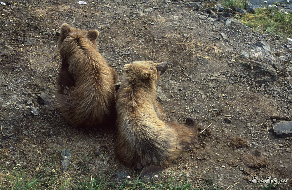 Giovani orsi bruni giocano sul pittoresco fiume Brooks in Alaska