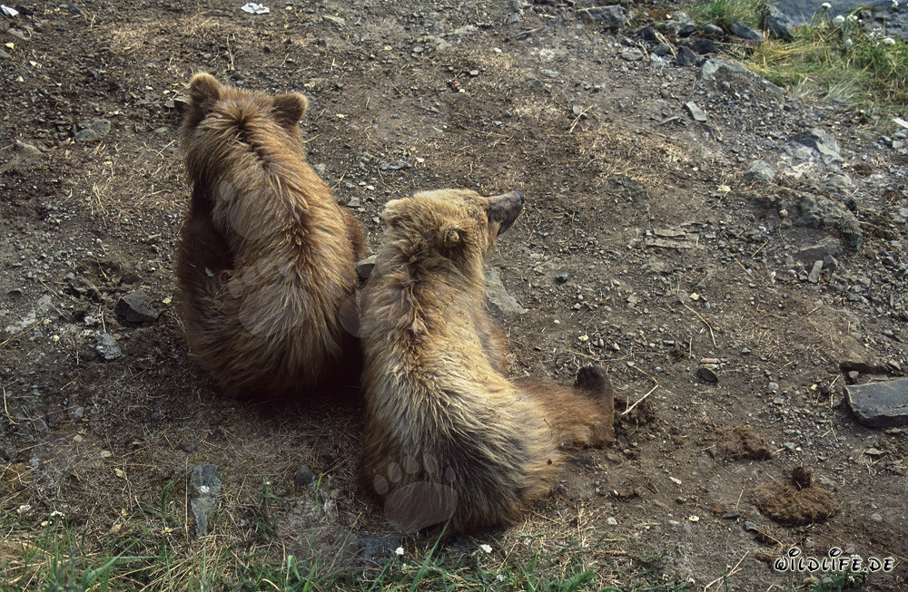 Jeunes ours bruns joueurs sur la pittoresque rivière Brooks en Alaska