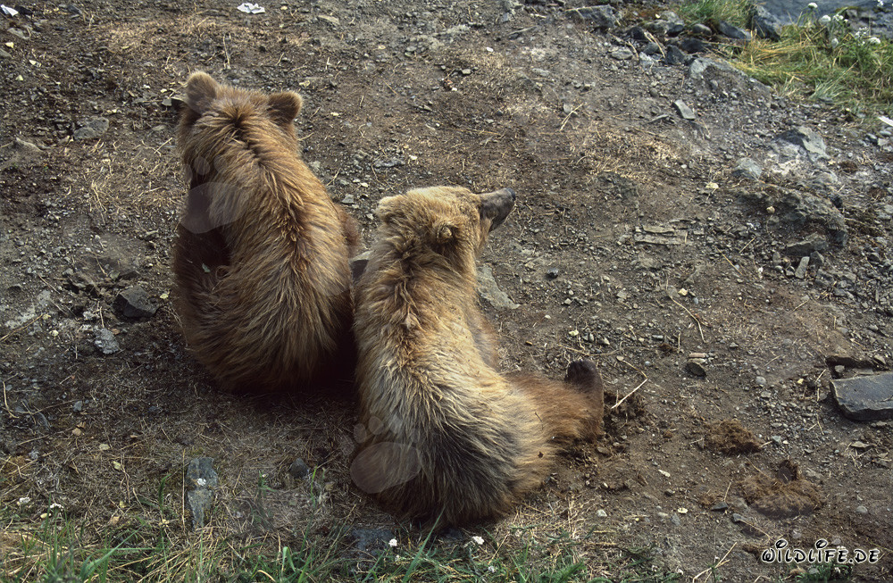 Jóvenes osos pardos jugando en el pintoresco río Brooks en Alaska