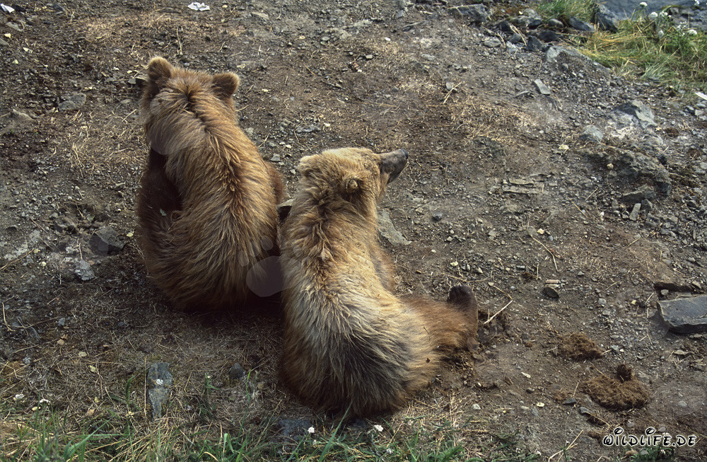 Spielerische junge Braunbären am malerischen Brooks River in Alaska