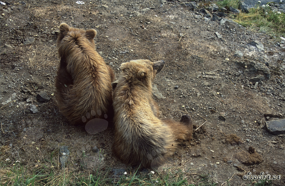 Playful Young Brown Bears at the Scenic Brooks River in Alaska