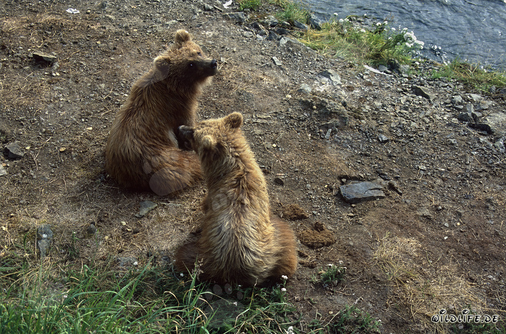 Jeunes ours bruns joueurs sur la pittoresque rivière Brooks en Alaska