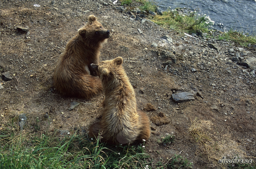 Jóvenes osos pardos juguetones en el pintoresco río Brooks en Alaska