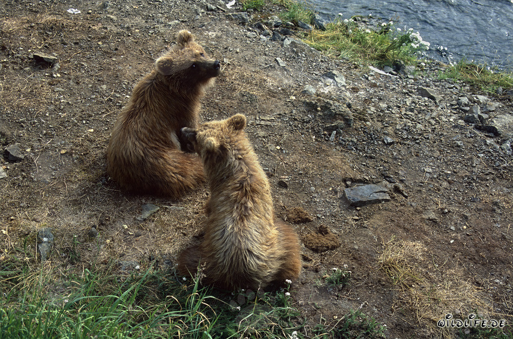 Spielerische junge Braunbären am malerischen Brooks River in Alaska