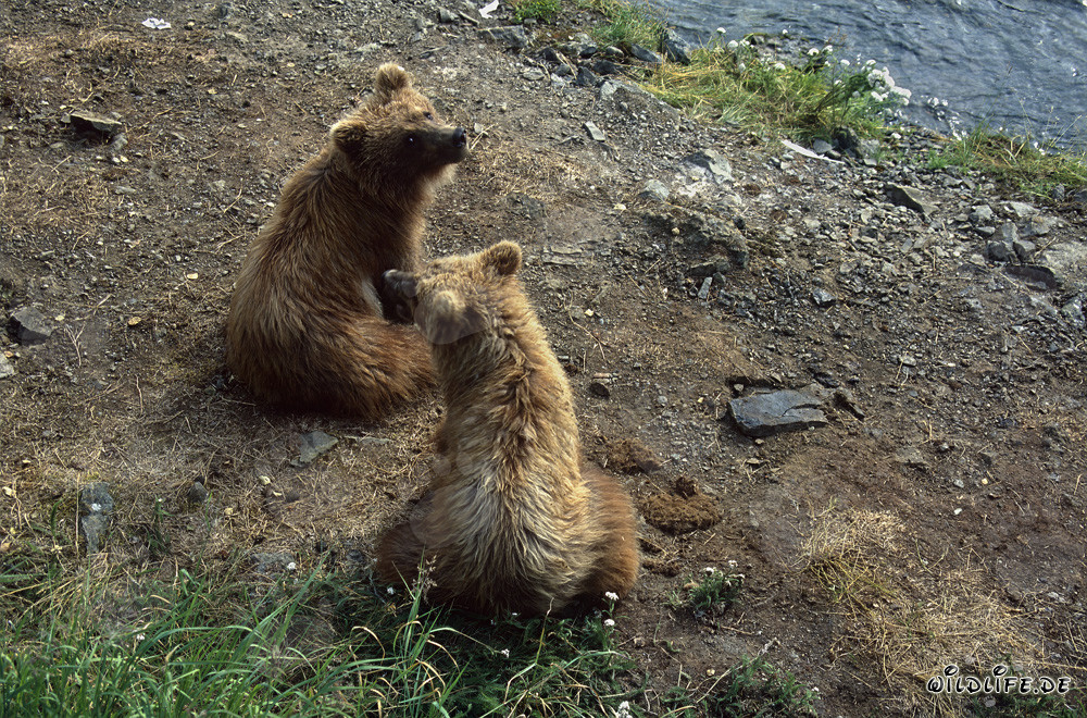 Playful young brown bears at the picturesque Brooks River in Alaska
