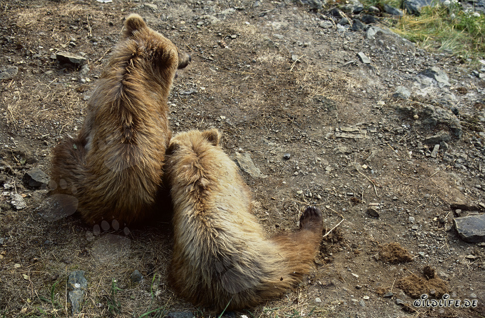 Giovani orsi bruni giocosi che esplorano il mondo al Brooks River