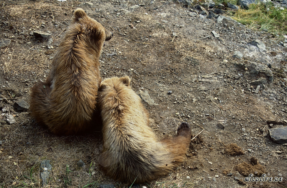 Jeunes ours bruns joueurs découvrant le monde au Brooks River