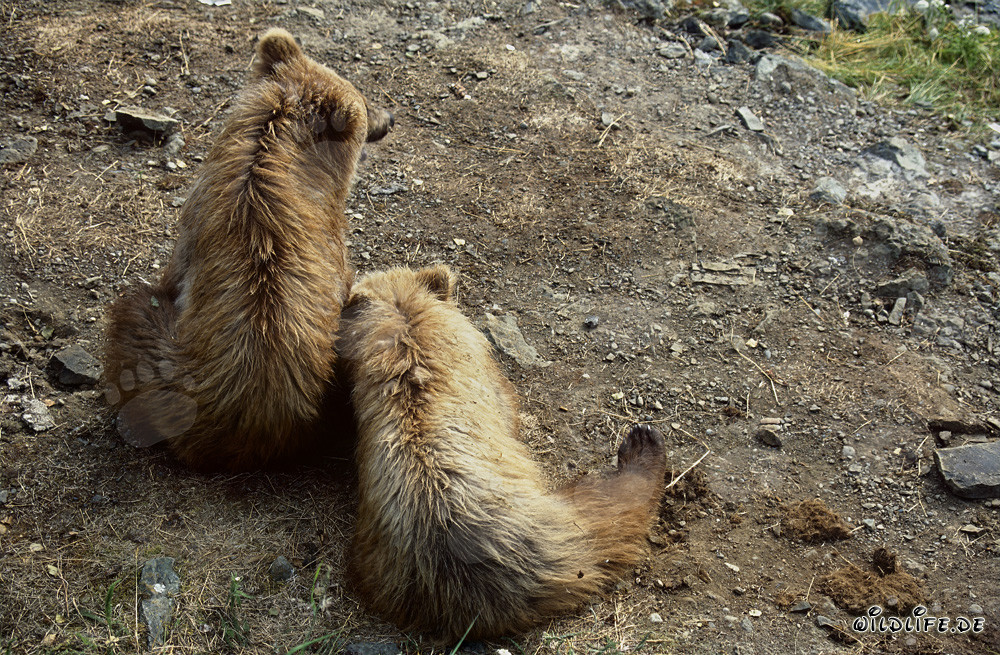 Jóvenes osos pardos juguetones descubriendo el mundo en el río Brooks
