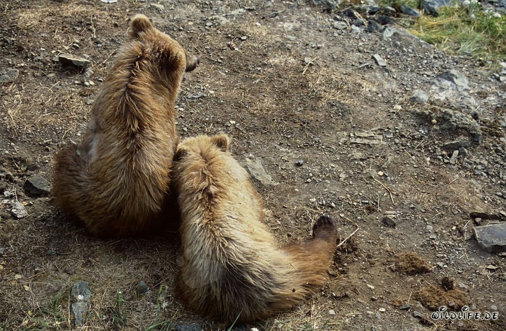 Spielerische junge Braunbären am Brooks River entdecken die Welt
