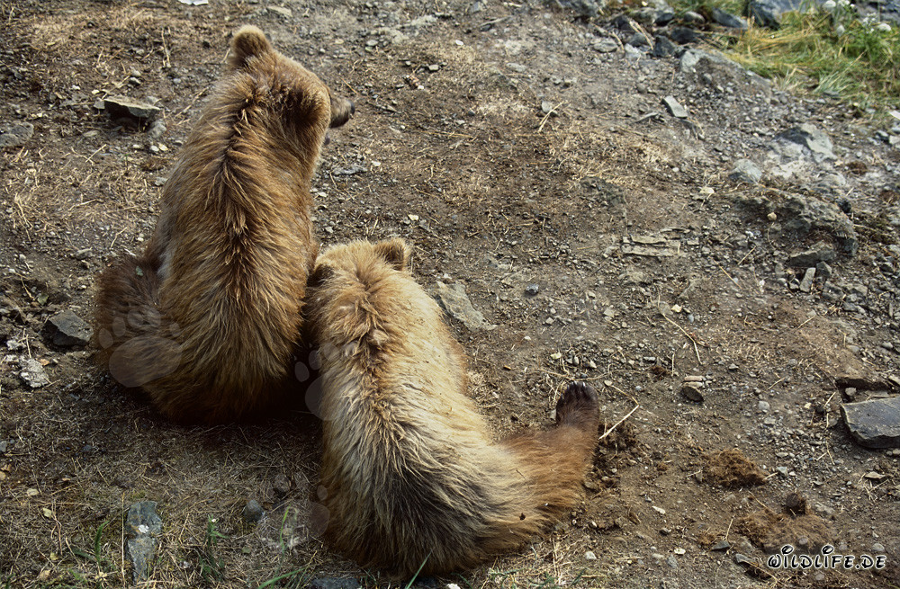 Playful young brown bears exploring the Brooks River