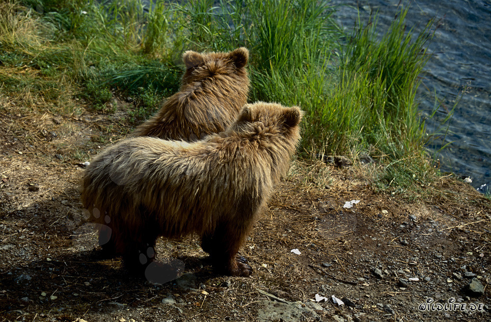 Spielerische junge Braunbären am malerischen Brooks River in Alaska