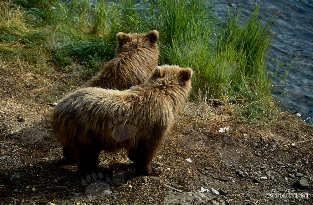 Playful young brown bears at the picturesque Brooks River in Alaska
