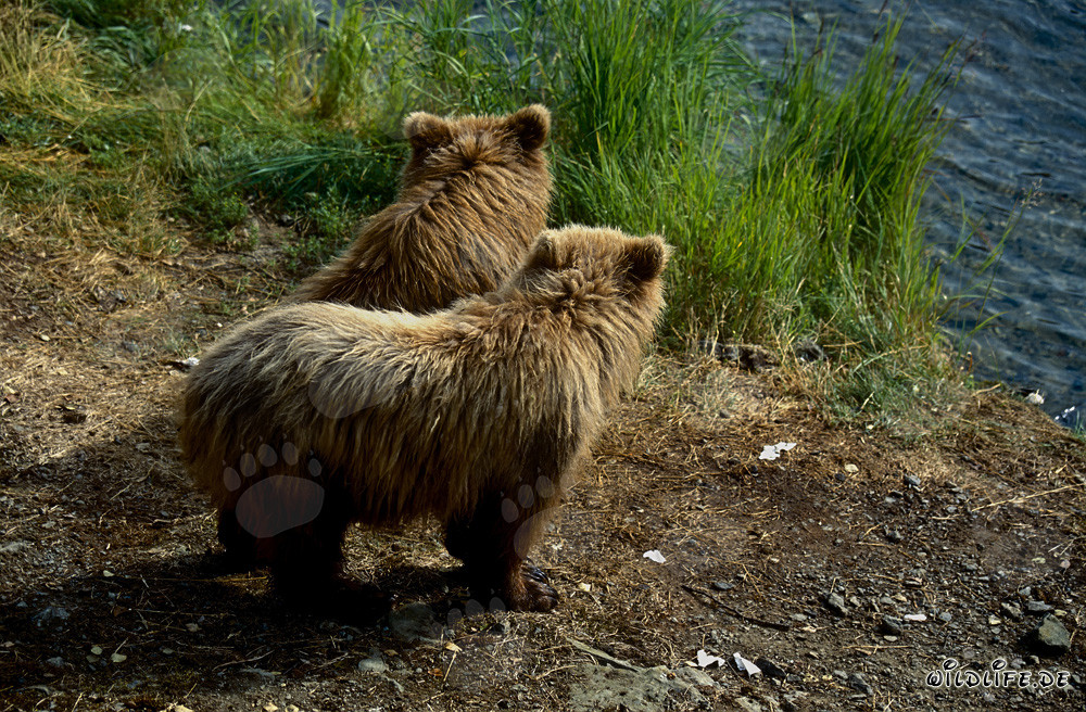 Jóvenes osos pardos jugando en el pintoresco río Brooks en Alaska