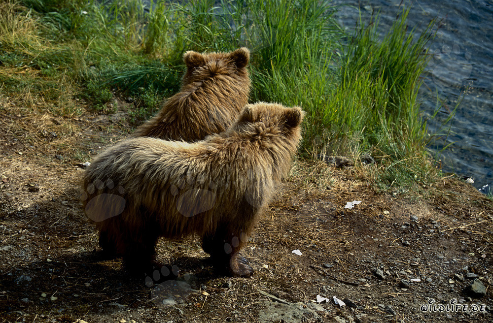 Jeunes ours bruns joueurs au pittoresque fleuve Brooks en Alaska