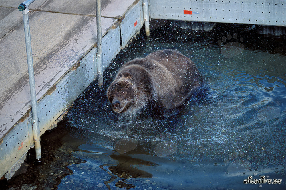 Orso bruno che osserva i salmoni sul pittoresco ponte galleggiante del fiume Brooks in Alaska