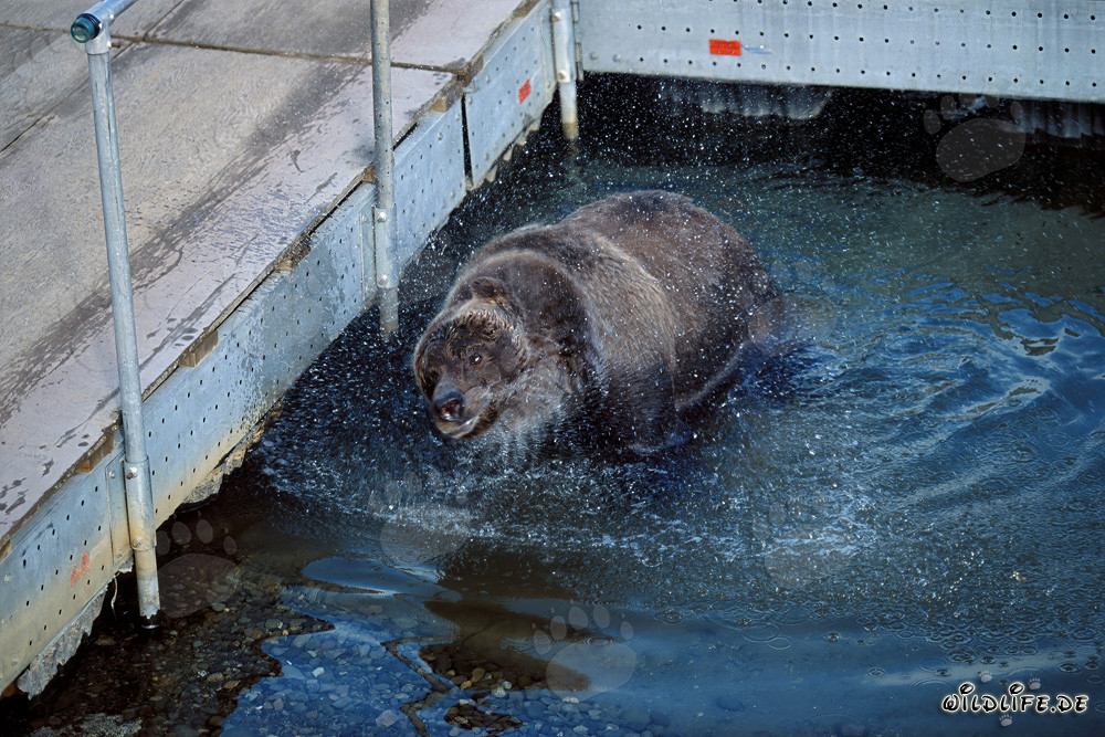 Oso pardo observando salmones en el pintoresco puente flotante del río Brooks en Alaska