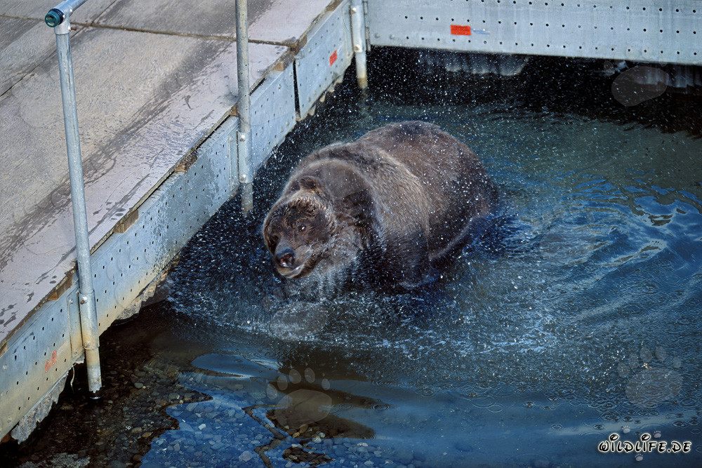 Ours brun observant les saumons sur le pittoresque ponton de la rivière Brooks en Alaska
