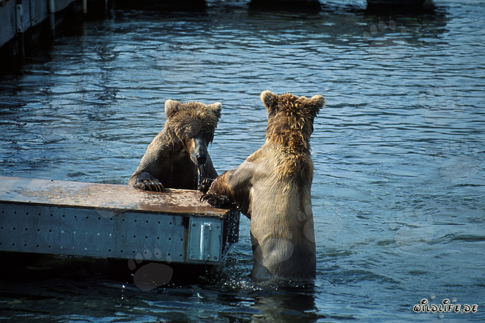 Playing and Fishing: Brown Bears on the Pontoon Bridge