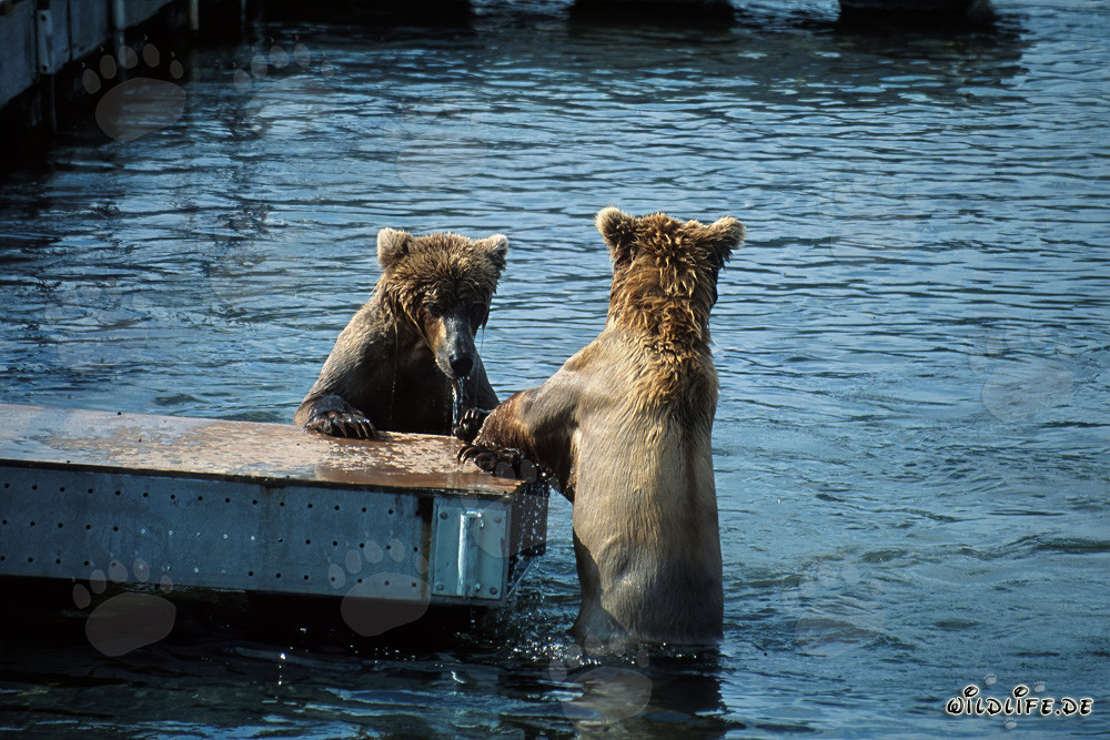 Jouer et pêcher : les ours bruns sur le ponton