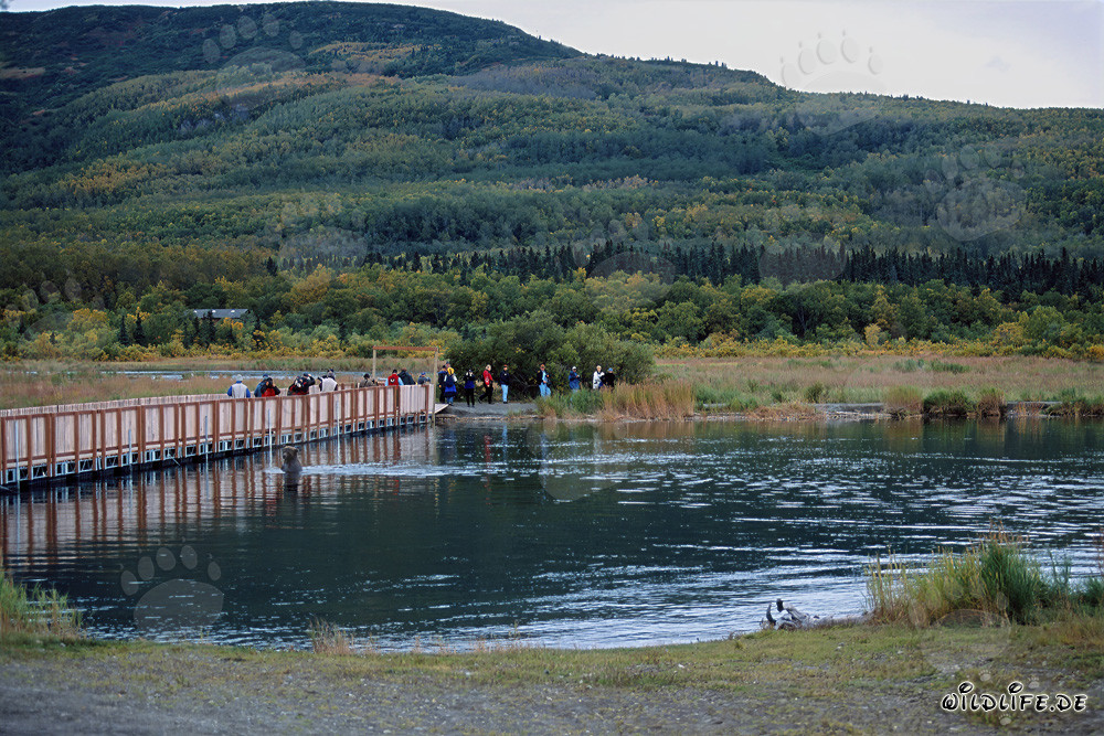 Braunbär auf der Pontonbrücke am Brooks River in Katmai, Alaska