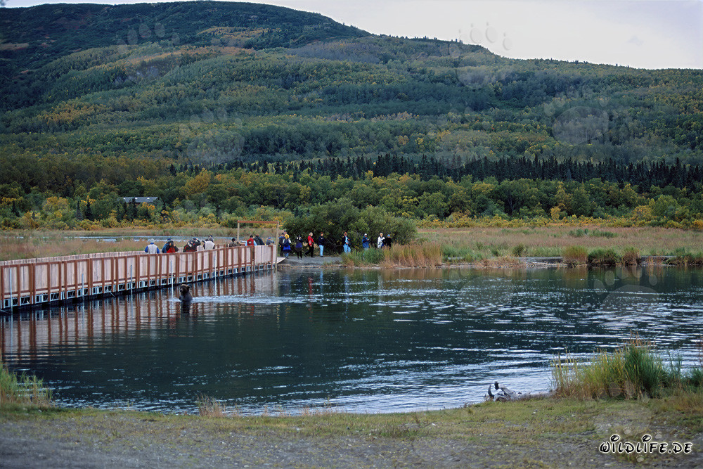 Brown Bear on the Pontoon Bridge at Brooks River in Katmai, Alaska