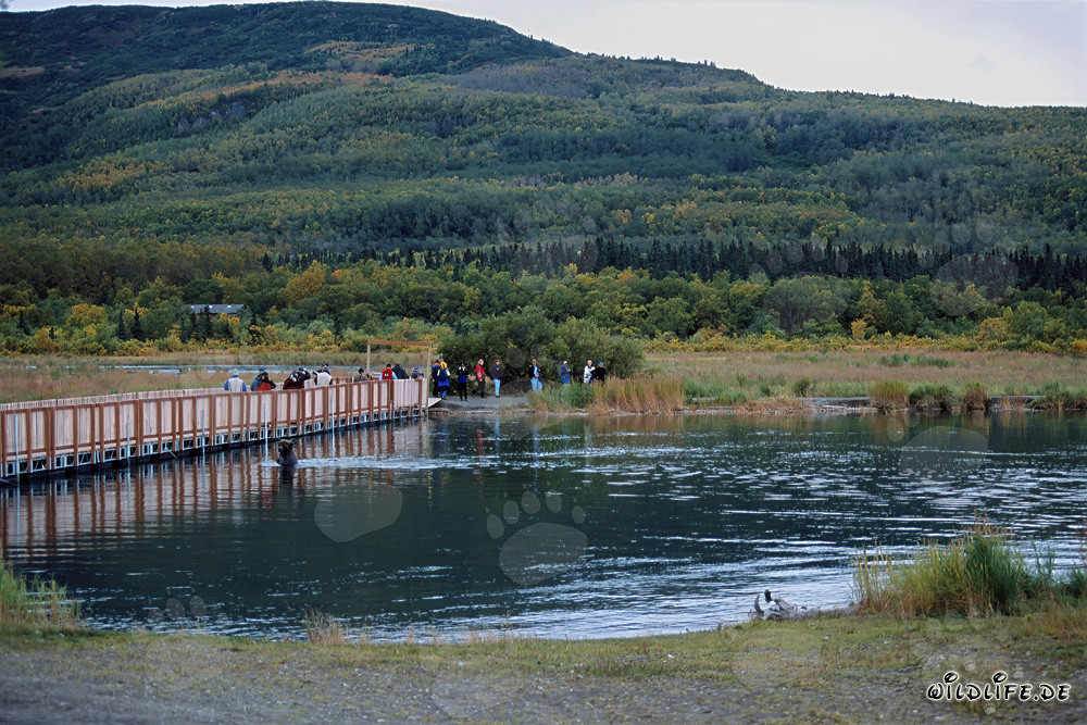 Orso bruno sul ponte galleggiante del fiume Brooks a Katmai, Alaska