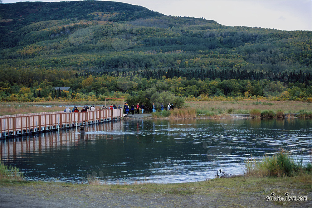 Oso pardo en el puente de pontones del río Brooks en Katmai, Alaska