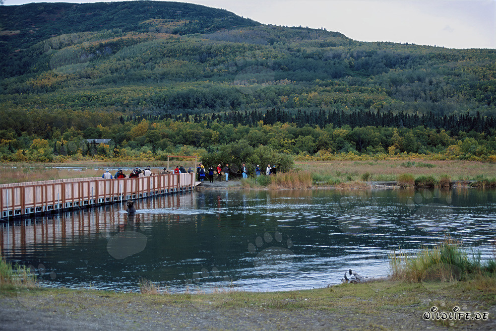 Ours brun sur le ponton du fleuve Brooks à Katmai, Alaska