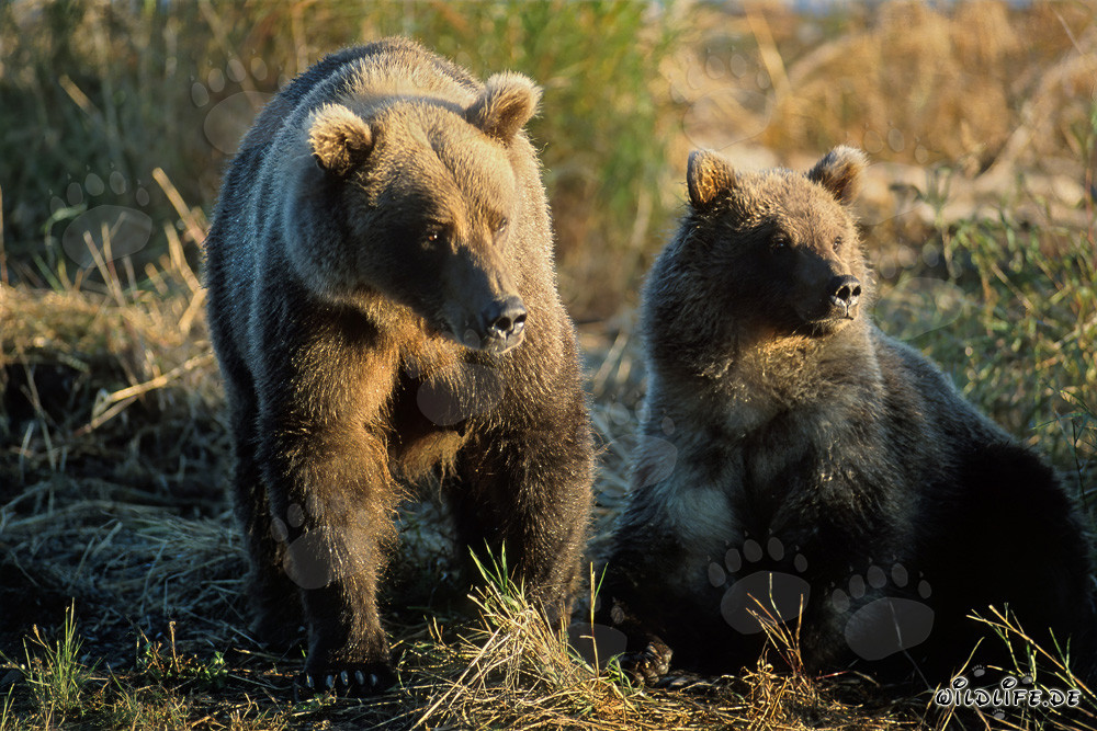 Imposante Baerenfamilie am Brooks River, Alaska