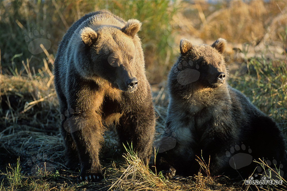 Impressive bear family at Brooks River, Alaska