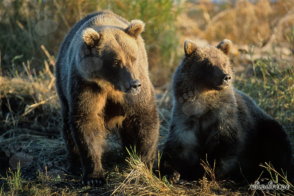 Impresionante familia de osos en el río Brooks, Alaska