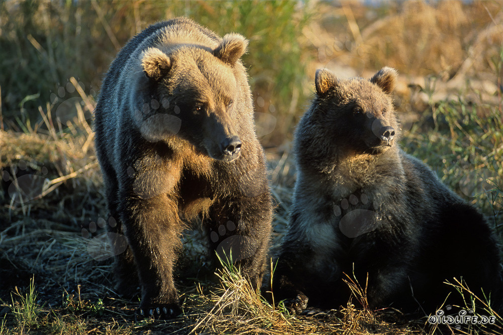 Famille impressionnante d'ours au Brooks River, Alaska