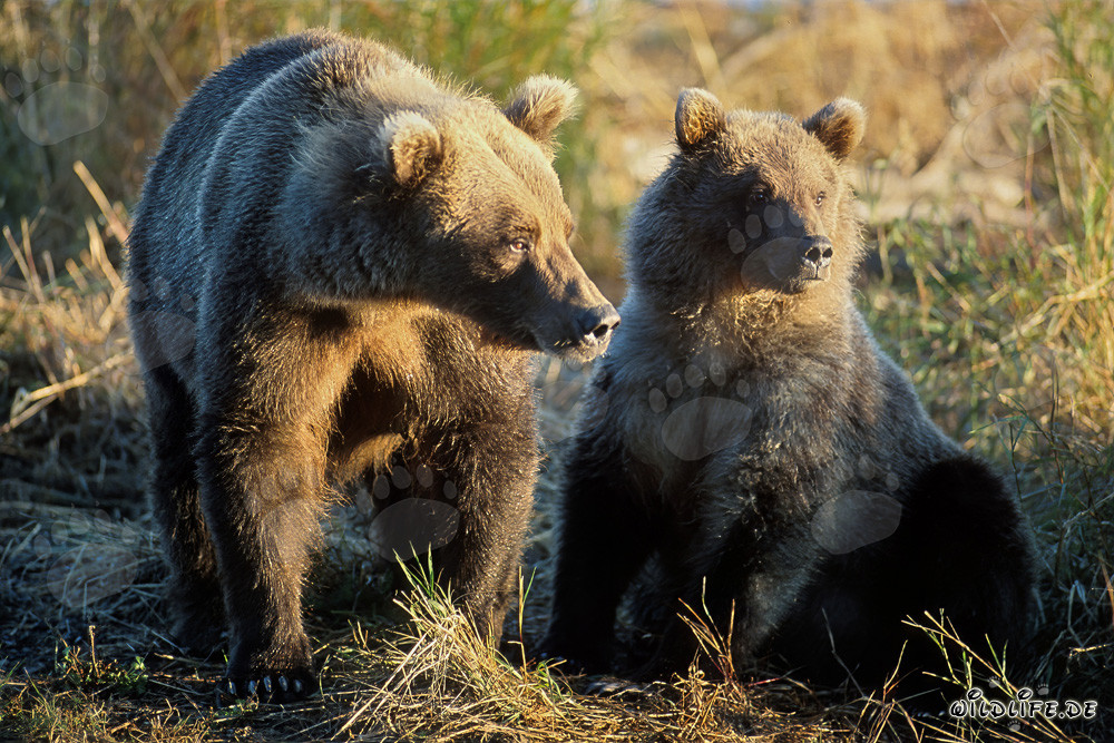 Braunbären beobachten den Sonnenaufgang am Brooks River in Katmai, Alaska