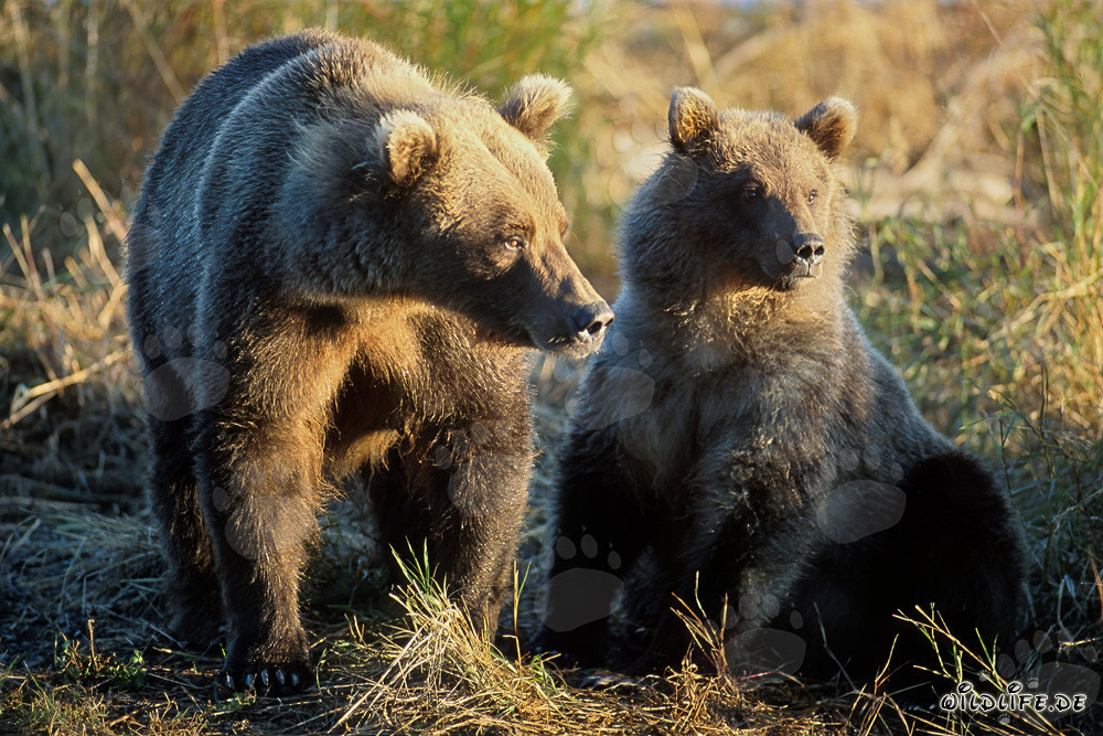 Brown bears watching the sunrise at Brooks River in Katmai, Alaska