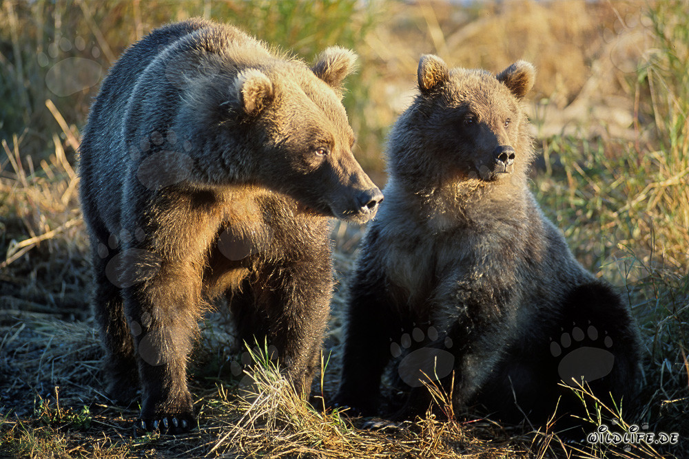 Osservazione degli orsi bruni al sorgere del sole sul fiume Brooks a Katmai, Alaska