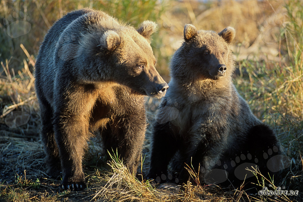 Observación de osos pardos al amanecer en el río Brooks en Katmai, Alaska