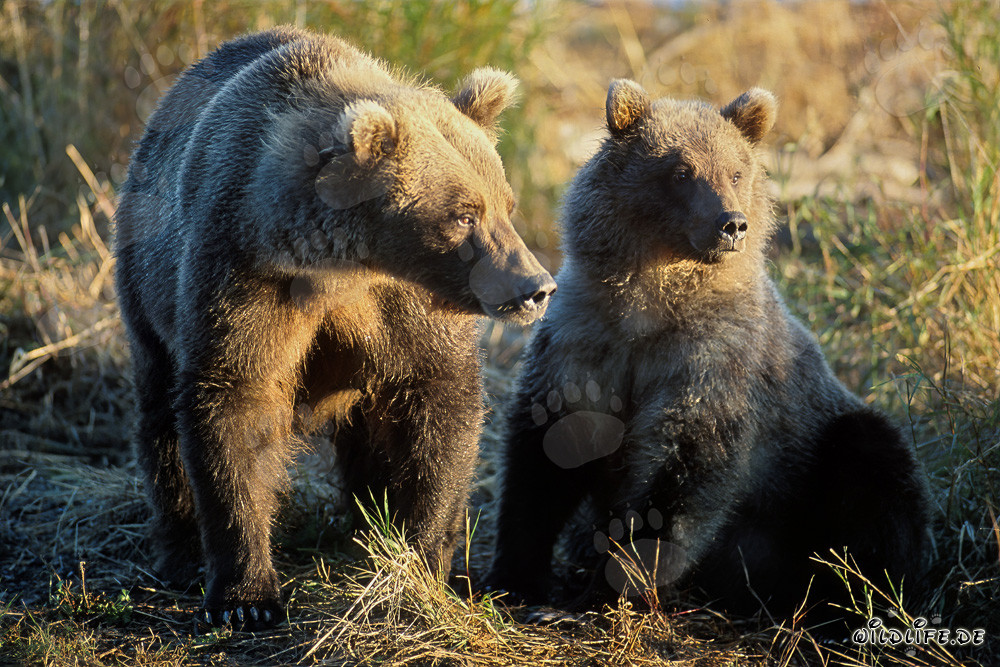 Observation des ours bruns au lever du soleil sur la rivière Brooks à Katmai, Alaska