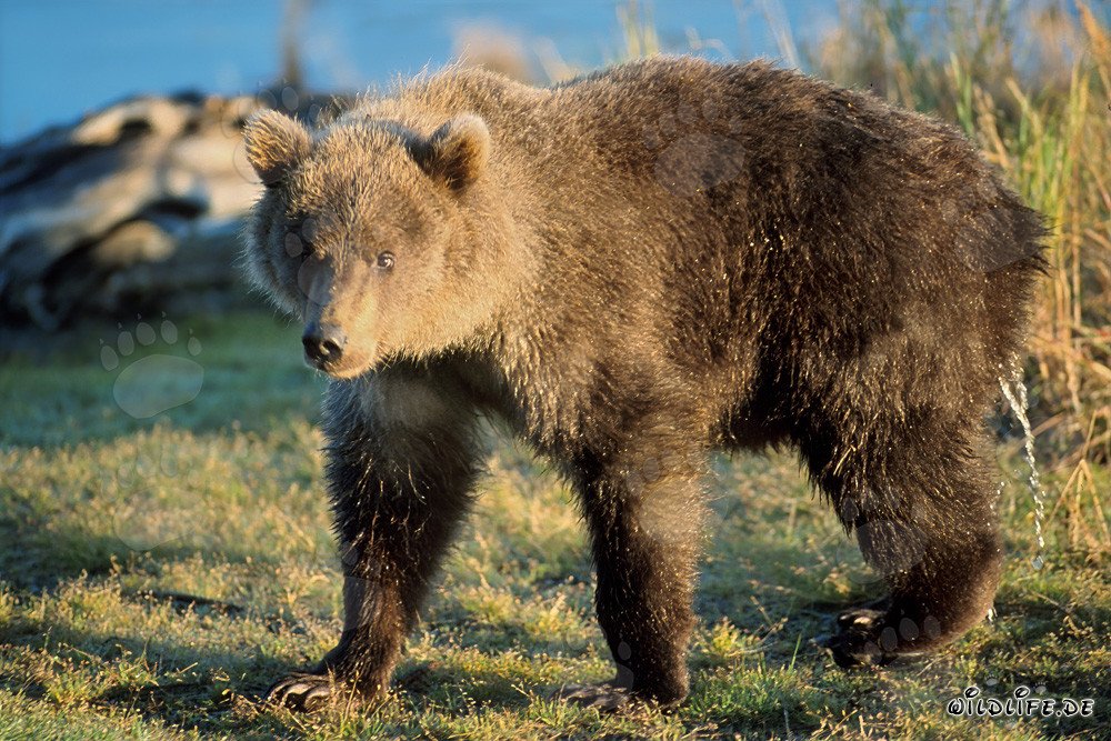 Jeune ours brun au bord de la rivière