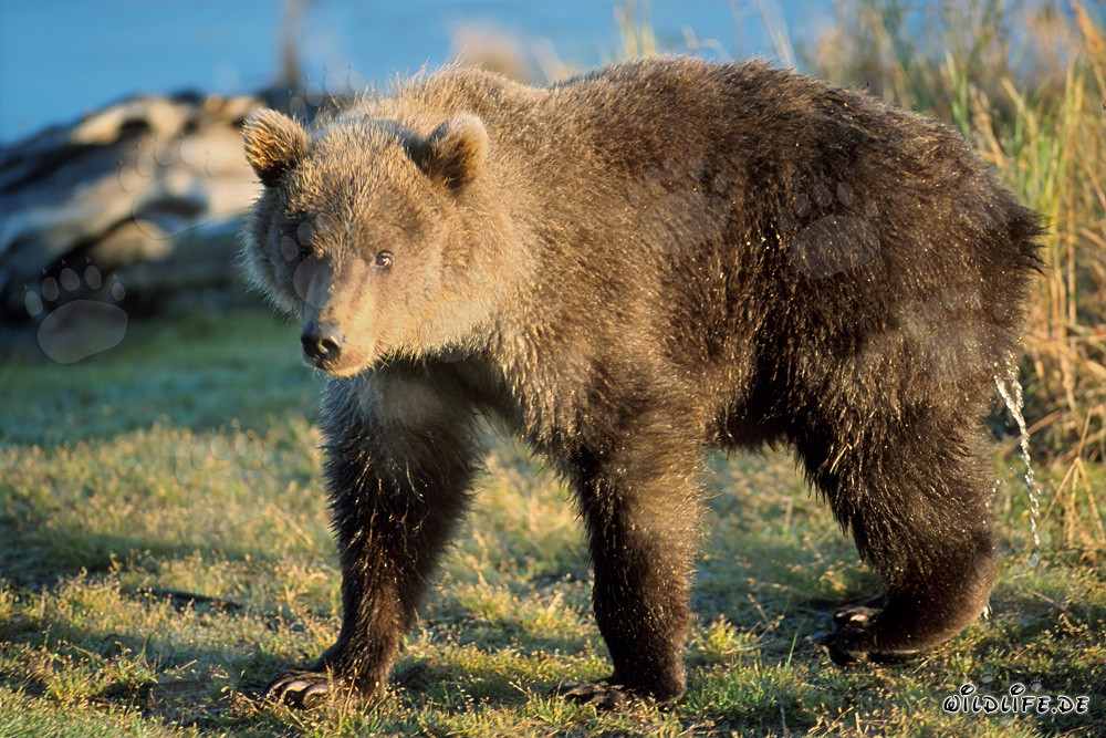 Junger Braunbär am Ufer des Flusses
