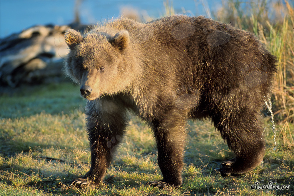 Young Brown Bear on the River Bank