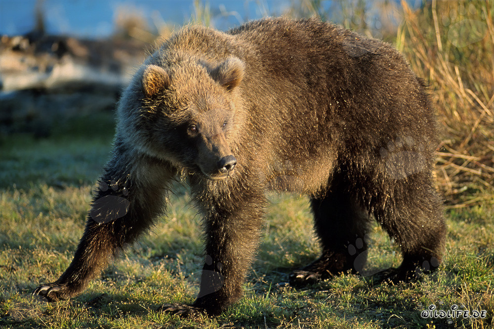 Jeune ours découvre des restes de saumon au Brooks River à Katmai, Alaska