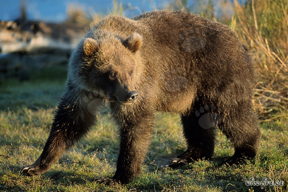 Jungbär entdeckt Lachsreste am Brooks River in Katmai, Alaska