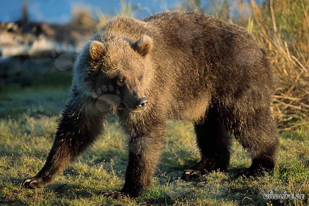 Oso joven descubre restos de salmón en el río Brooks en Katmai, Alaska