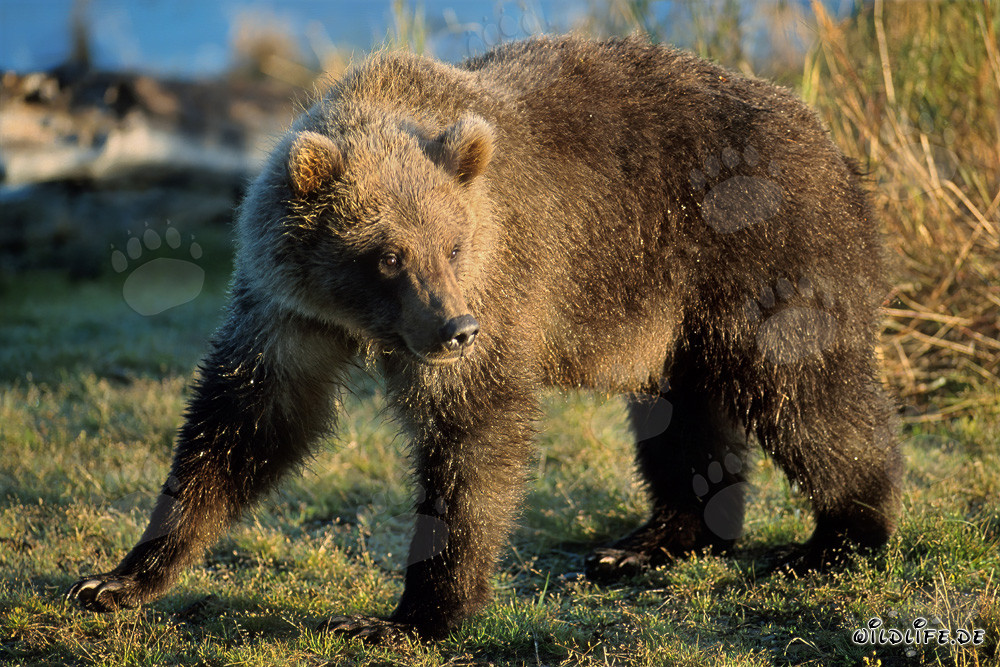 Young bear discovers salmon remnants at Brooks River in Katmai, Alaska