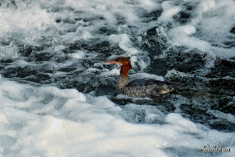 Goosander at the picturesque waterfall in Alaska