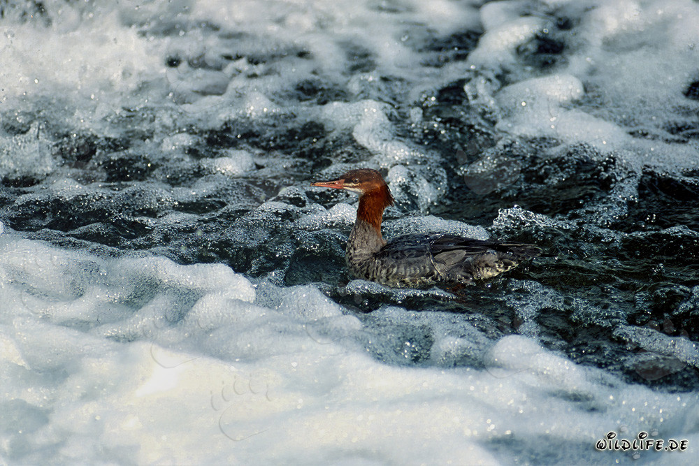 Smergo maggiore alla pittoresca cascata in Alaska