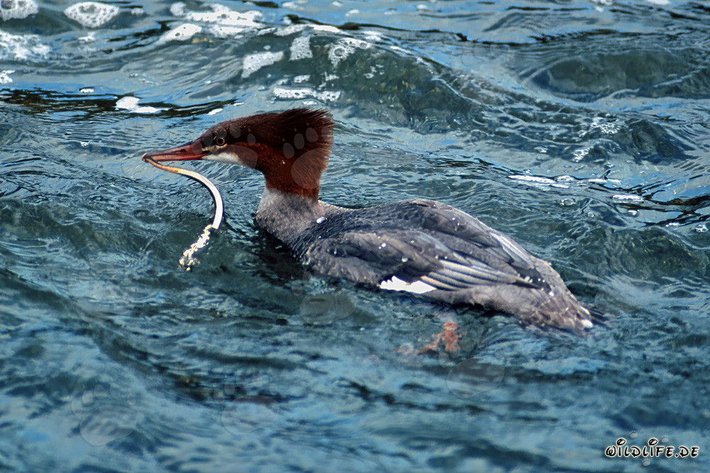 Gänsesäger mit Beute im kristallklaren Wasser des Brooks River in Alaska