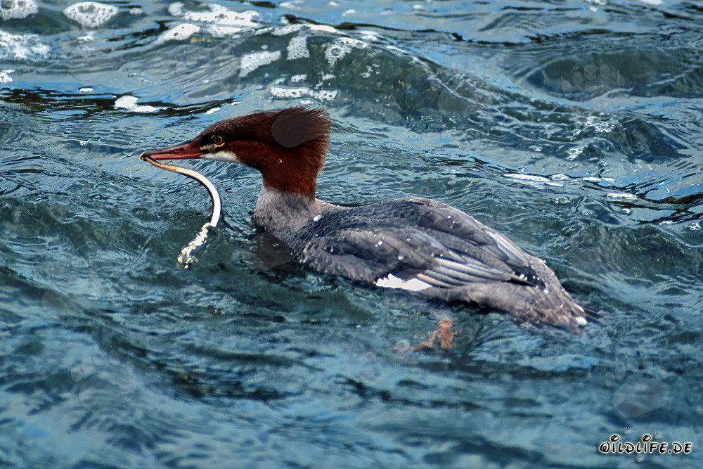 Goosander with prey in the crystal-clear waters of Brooks River in Alaska